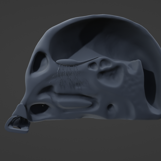 nose anatomy 3D print model - Mito3D