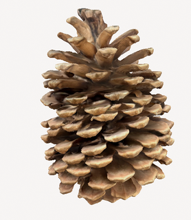 oak pinecone pine tree - tree seed tree seed pinecone  3d print model - Mito3D