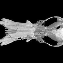 obdurodon dicksonifossil fossil platypus skull various 3d print model - Mito3D
