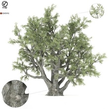 Olive Baum 3d print model - Mito3D