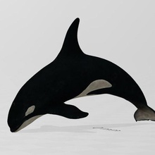 orca mare animali animale pesce 3d print model - Mito3D
