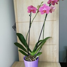 orchid pot cover home cache flower potty 3d print model - Mito3D