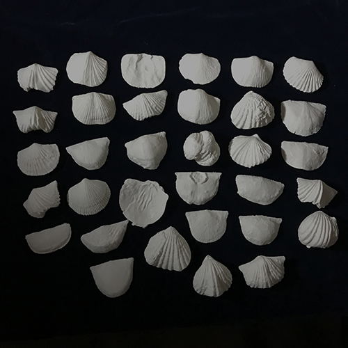 ordovician brachiopod collection oordovician paleontology replica cincinnatian prehistoric 3D print model - Mito3D