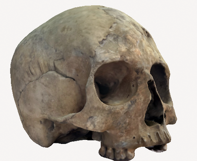 original female skull 3d print model - Mito3D