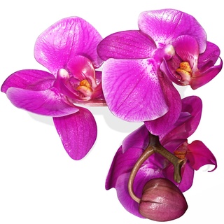 orqu dea pink phalaenopsis orchid flower kasituny orchid 3d model butterfly orqu dea rosada rosse charmander bulbasaur  3d print model - Mito3D