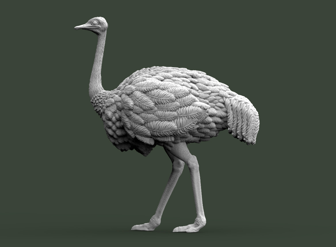ostrich bird animal print pigeon eagle sparrow crow sculpture 3D print model - Mito3D