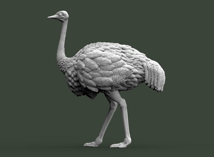 autruche oiseau animal impression Pigeon Aigle moineau corbeau sculpture 3d print model - Mito3D