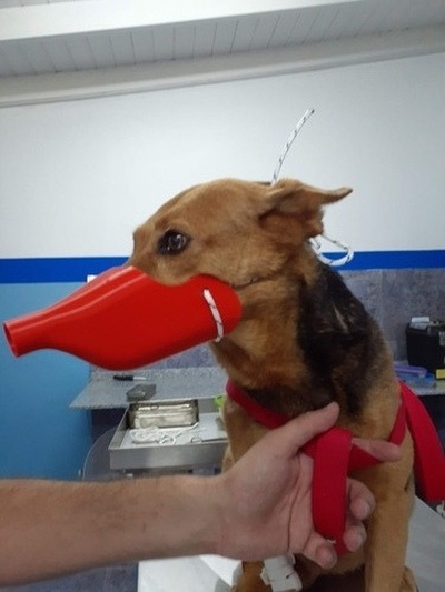 sauerstoff therapie schnauze hunde hund veterinär tiere 3d print model - Mito3D