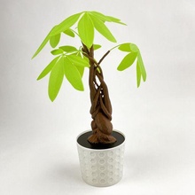 pachira bitki para ağaç tencere 3d print model - Mito3D