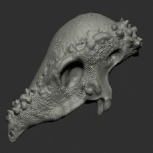 pachycephalosaurus cráneo varios velociraptor triceratops tyrannosaurus scan la impresión 3d cretácico jurásico pachy dino el esqueleto fósil paleontología dinosaurio 3d print model - Mito3D