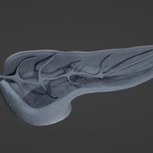 pancréas anatomie 3d print model - Mito3D