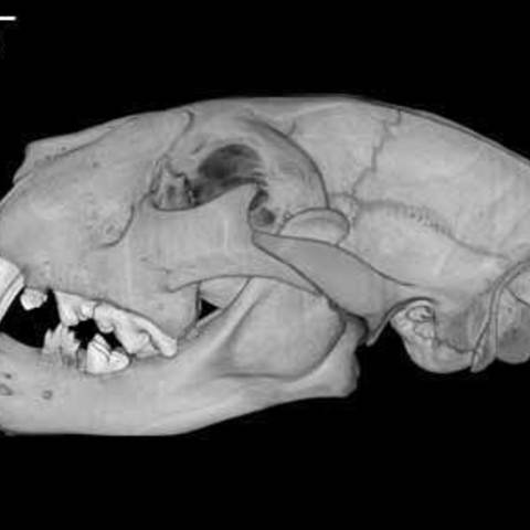 panthera leo lion skull various 3D print model - Mito3D