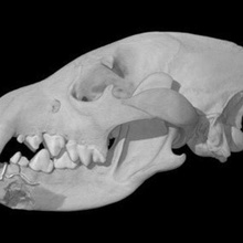 parahyaena brunnea marrone hyenaskull vari 3d print model - Mito3D