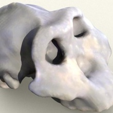 paranthropusaustralopithicus boisei skull various anatomy biology bones evolution 3d print model - Mito3D