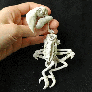 papagaio esqueleto pássaro brinquedo figura boneca animal articulado flexível flexi Bruxas Horror crânio arrepiante decoração casa 3d print model - Mito3D