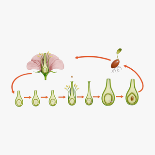 pièces fleur ovaire étapes plante sigma feuille nature pistil pétale stigmate étamine pédicelle pollinisation ovule anatomie florale biologie sépale développement fertilisation 3d print model - Mito3D
