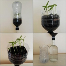 passive hydroponic system seedlings various diy wine bottle plants hydroponics gardening 3d print model - Mito3D