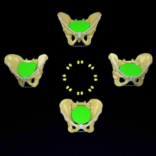 Becken Typen Hüfte Knochen beschriftet detailliert 3d Modell verschiedene Anatomie Kind Lieferung Abmessungen anatomia3d weiblich männlich Wissenschaft medizinisch 3d print model - Mito3D