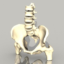 bassin divers l'anatomie de la biologie os d'enseignement l'apprentissage squelette colonne vertébrale 3d print model - Mito3D