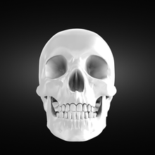 perfect anatomic human skull model 3d print model - Mito3D