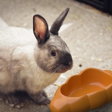 pet bowl carrot various guinea pig hamster rabbit cat dog small animals food 3d print model - Mito3D