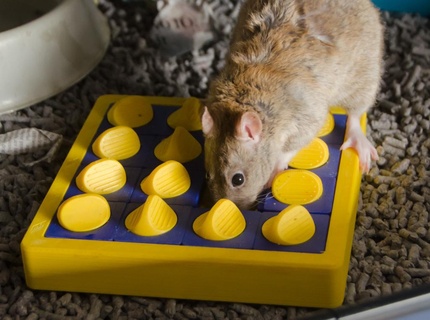 pet enrichment toy sliding tiles puzzle + feed hamster stimulation rat rats rodent pets 3d print model - Mito3D