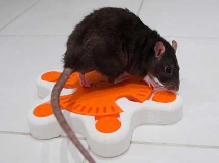 mascota enriquecimiento juguete placa giratoria estrella mar hámster forrajeando estímulo rata ratas roedor mascotas 3d print model - Mito3D
