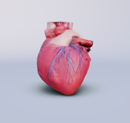 photorealistic 3d model of human heart - anatomically accurate detailed art anatomy medical educational chambers atria valves coronary vessels research surgical planning illustration textures materials lifelike form function 3d print model - Mito3D