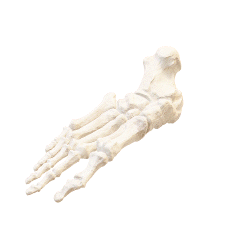 pie humano escala 1 medicina podolog foot feet human 3D print model - Mito3D