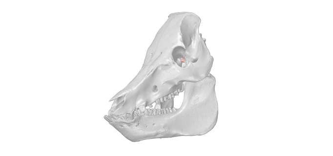 domuz kafatası 1 yüksek çözüm 3d tarandı kopya cc3d hayvan Sanat Üniversite model Biyoloji Veteriner anatomi anatomik 3d print model - Mito3D