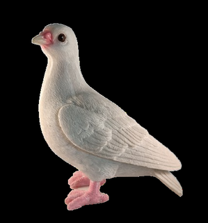 pigeon dove scan 3d print model - Mito3D
