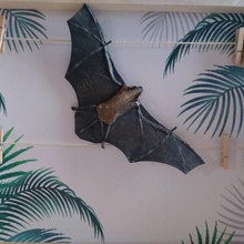 pipistrelle various esun3d bat animal 3d print model - Mito3D