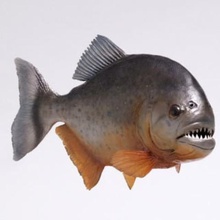 piranhafish you all must have need one 0 art cad 3d toys sea animals 3d print model - Mito3D