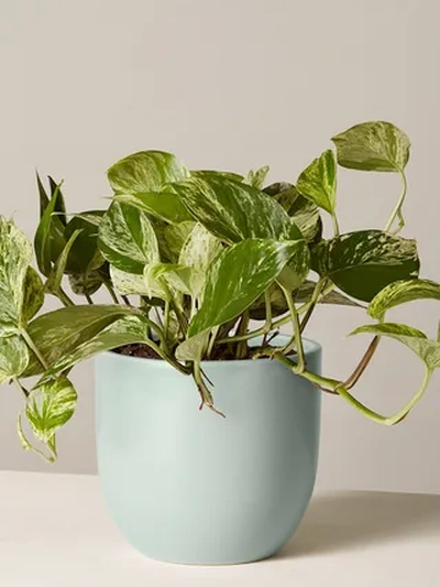 plante accueil maison 3d print model - Mito3D