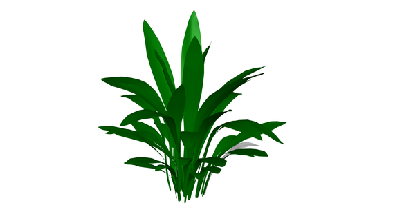 pianta aspidistra fiore albero verde giardino 3d print model - Mito3D