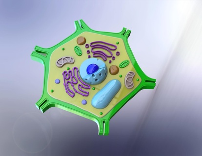 bitki hücre Sanat plqnt 3d print model - Mito3D