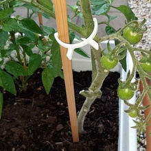 plante titulaire pflanzenhalter la maison de l'usine pflanze tomaten le piment paprika hanf les tomates poivrons chanvre 3d print model - Mito3D