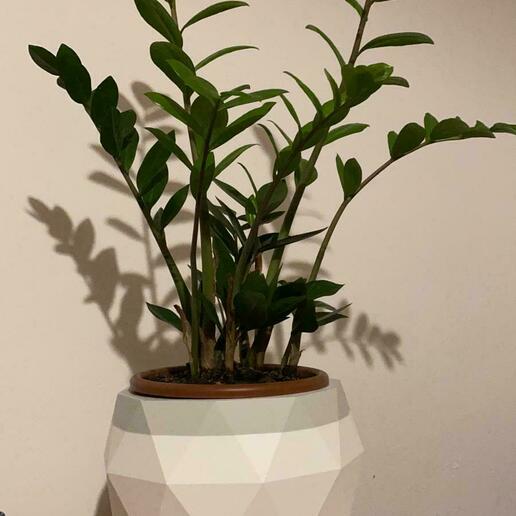 planta maceta decoración 3D print model - Mito3D