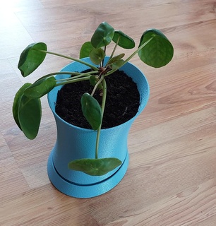 plante pot ellipse 3d print model - Mito3D