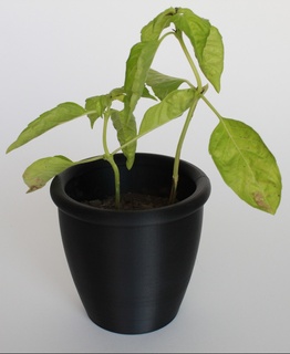 pianta pentola fioriera scolare buchi 3d print model - Mito3D