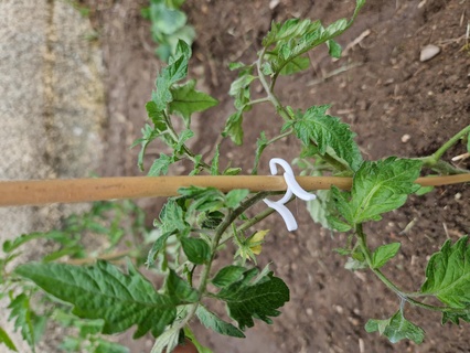 plant stake clip plants tomatoes climbing 3d print model - Mito3D