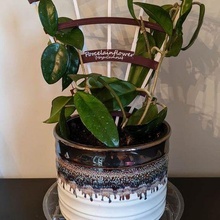 plante treillis 3d print model - Mito3D