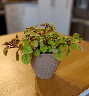 plante vase pot géométrique 3d print model - Mito3D