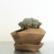plantador de 3 a casa cactus vaso flores baixa contagem polígonos suculentas 3d print model - Mito3D