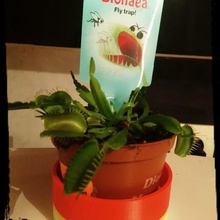 Pflanzer home pot Blume 3d print model - Mito3D