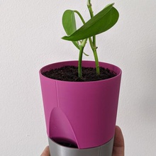 planter 01 home plant selfwatering 3d print model - Mito3D