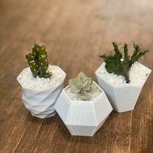 planteur succulentes pot plantes cactus 3d print model - Mito3D
