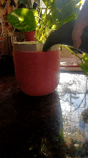 plantador agua agua nivel plantador maceta flor plantas planta maceta jardinería interior diseño maceta agua reservorio maceta planta diseño hogar casa verde cuidado 3d print model - Mito3D