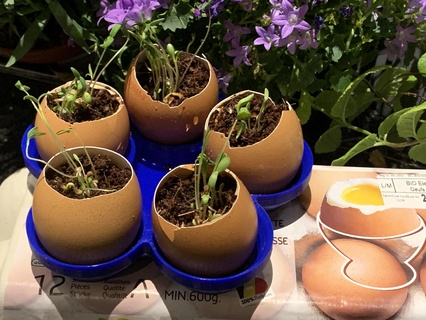 planting eggs egg plant plantation seed pot semi garden gardening flower starting germ germination 3d print model - Mito3D