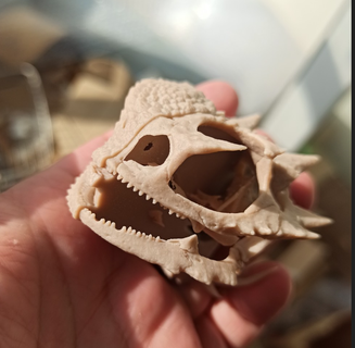 platyrhinos deserto cornuto lucertola anatomico versione cranio arte 3d print model - Mito3D